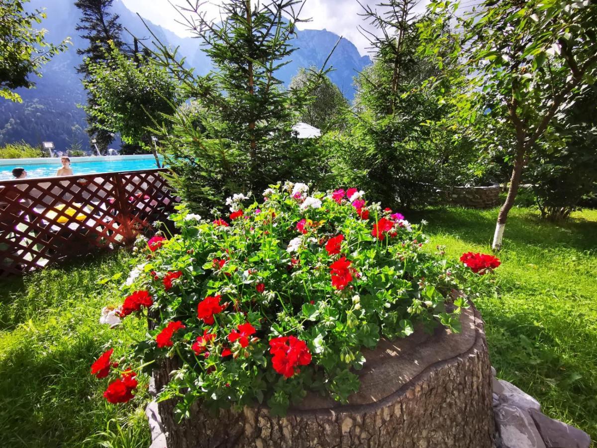 Vila Alunis Buşteni Dış mekan fotoğraf